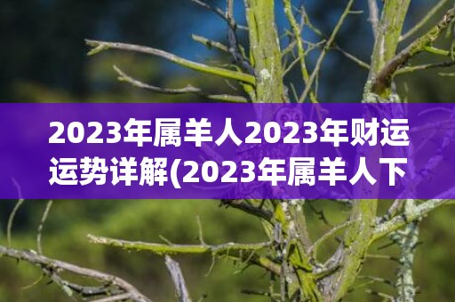 2023年属羊人2023年财运运势详解(2023年属羊人下半年运势)