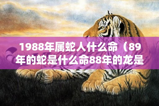 1988年属蛇人什么命（89年的蛇是什么命88年的龙是什么命）