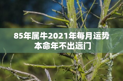 85年属牛2021年每月运势 本命年不出远门