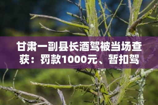 甘肃一副县长酒驾被当场查获：罚款1000元、暂扣驾照半年，被党内严重警告