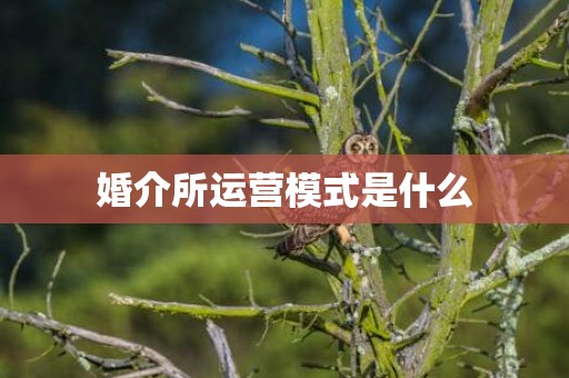 婚介所运营模式是什么