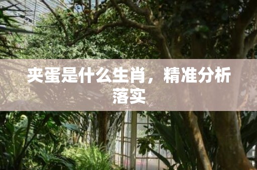 夹蛋是什么生肖，精准分析落实