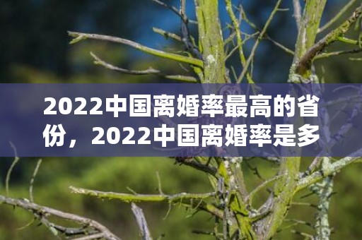 2022中国离婚率最高的省份，2022中国离婚率是多少，80后离婚率高还是90后离婚率高?