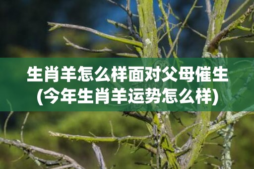 生肖羊怎么样面对父母催生(今年生肖羊运势怎么样)