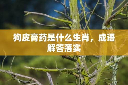 狗皮膏药是什么生肖，成语解答落实