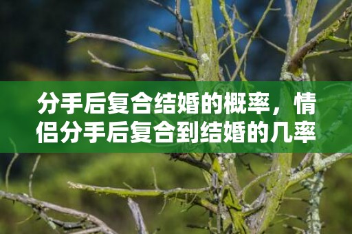 分手后复合结婚的概率，情侣分手后复合到结婚的几率