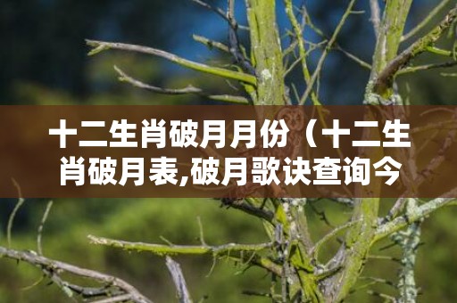 十二生肖破月月份（十二生肖破月表,破月歌诀查询今年破月生肖破月表）