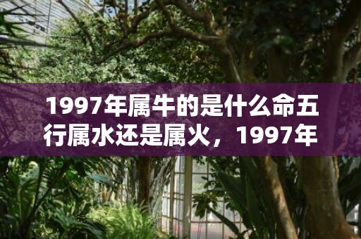 1997年属牛的是什么命五行属水还是属火，1997年属牛的男孩命运好不好 事业上很容易获得成功