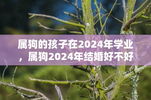 属狗的孩子在2024年学业，属狗2024年结婚好不好