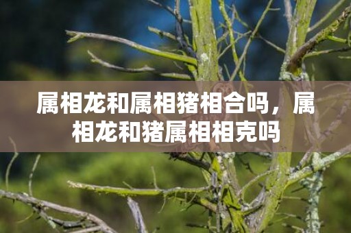 属相龙和属相猪相合吗，属相龙和猪属相相克吗