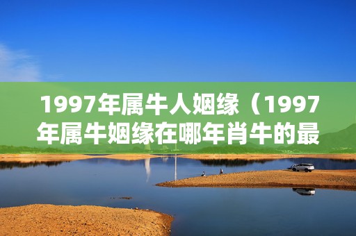 1997年属牛人姻缘（1997年属牛姻缘在哪年肖牛的最佳配偶）