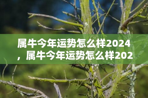 属牛今年运势怎么样2024，属牛今年运势怎么样2023