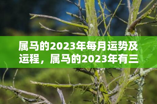 属马的2023年每月运势及运程，属马的2023年有三喜 财神