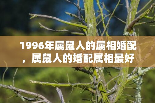 1996年属鼠人的属相婚配，属鼠人的婚配属相最好