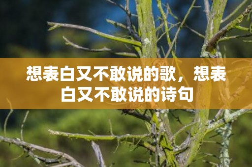 想表白又不敢说的歌，想表白又不敢说的诗句