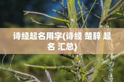 诗经起名用字(诗经 楚辞 起名 汇总)