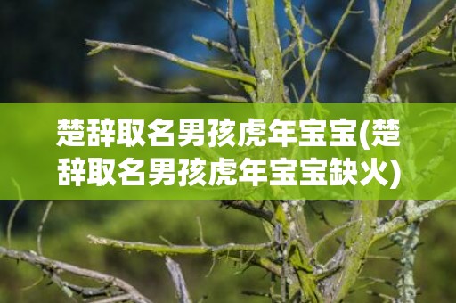 楚辞取名男孩虎年宝宝(楚辞取名男孩虎年宝宝缺火)