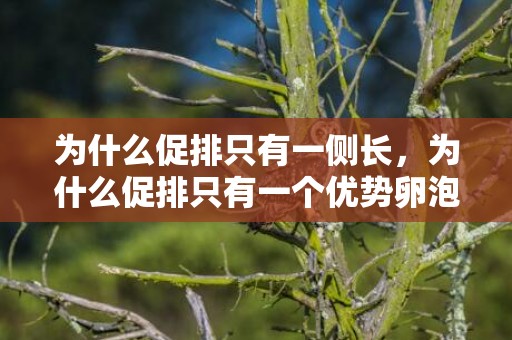 为什么促排只有一侧长，为什么促排只有一个优势卵泡（促排卵治疗会导致卵泡消耗）