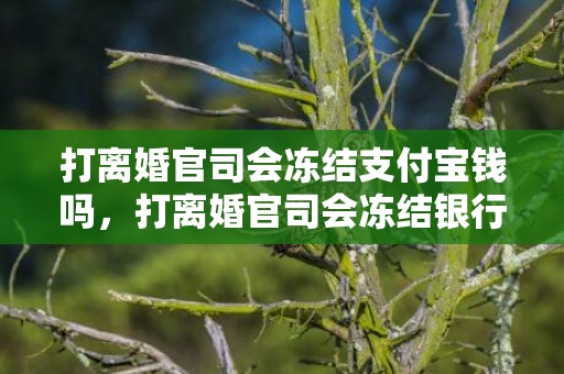 打离婚官司会冻结支付宝钱吗，打离婚官司会冻结银行卡吗