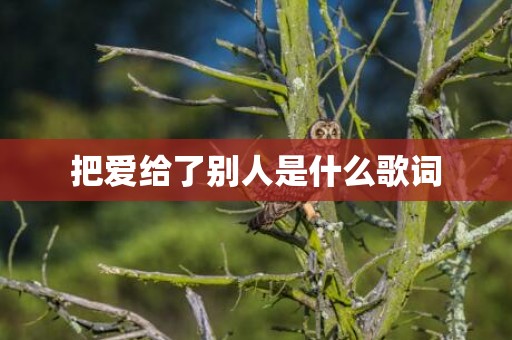 把爱给了别人是什么歌词