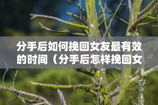 分手后如何挽回女友最有效的时间（分手后怎样挽回女友）