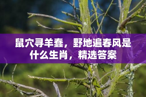 鼠穴寻羊蠢，野地遍春风是什么生肖，精选答案