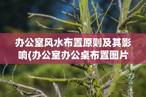 办公室风水布置原则及其影响(办公室办公桌布置图片大全)