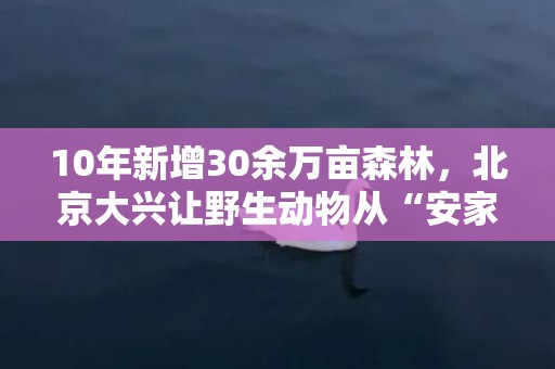 10年新增30余万亩森林，北京大兴让野生动物从“安家”到“安居”