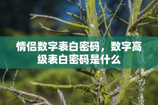 情侣数字表白密码，数字高级表白密码是什么