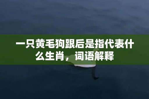 一只黄毛狗跟后是指代表什么生肖，词语解释