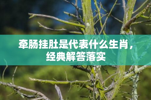 牵肠挂肚是代表什么生肖，经典解答落实