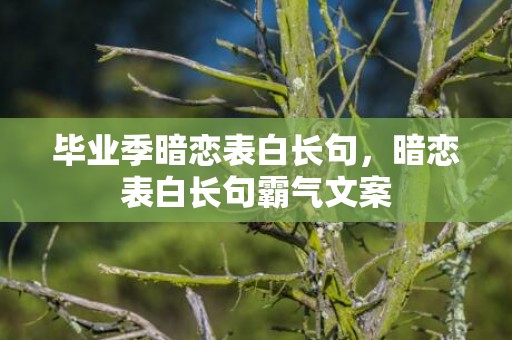 毕业季暗恋表白长句，暗恋表白长句霸气文案