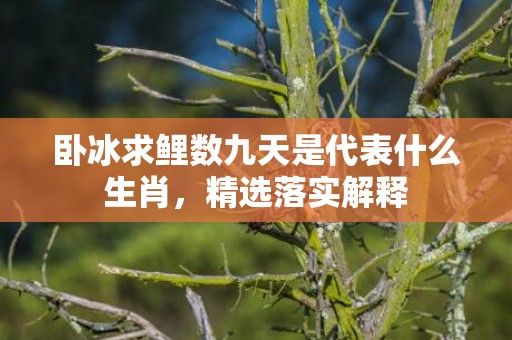 卧冰求鲤数九天是代表什么生肖，精选落实解释