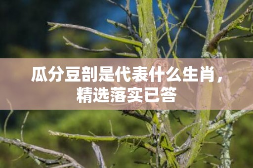 瓜分豆剖是代表什么生肖，精选落实已答