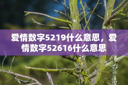 爱情数字5219什么意思，爱情数字52616什么意思