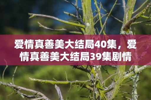 爱情真善美大结局40集，爱情真善美大结局39集剧情