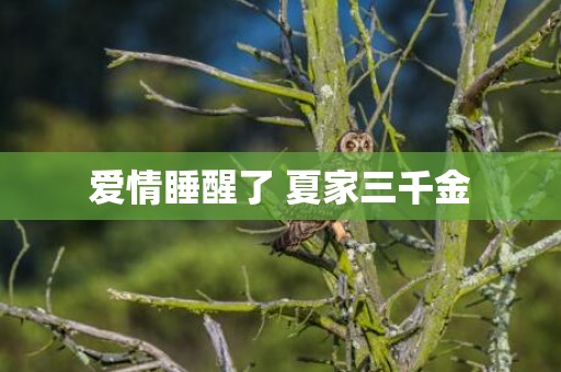 爱情睡醒了 夏家三千金