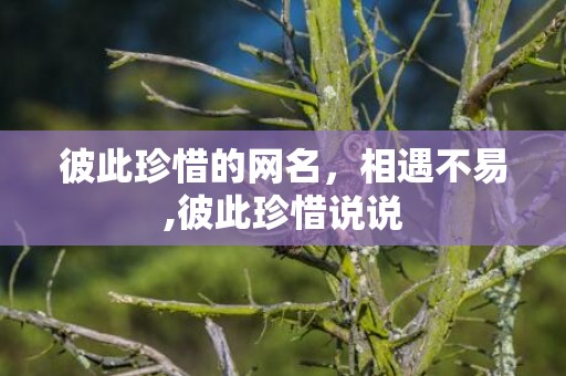 彼此珍惜的网名，相遇不易,彼此珍惜说说