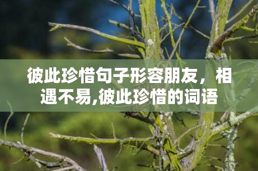 彼此珍惜句子形容朋友，相遇不易,彼此珍惜的词语