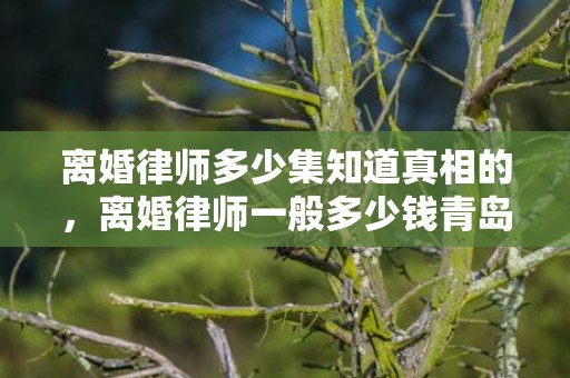 离婚律师多少集知道真相的，离婚律师一般多少钱青岛