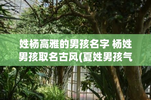 姓杨高雅的男孩名字 杨姓男孩取名古风(夏姓男孩气质高雅名字)