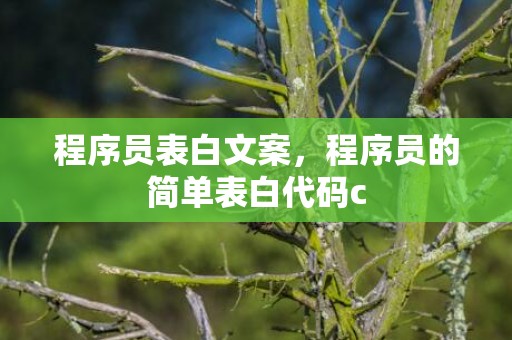 程序员表白文案，程序员的简单表白代码c