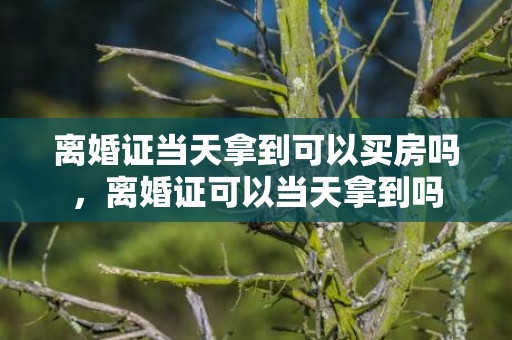 离婚证当天拿到可以买房吗，离婚证可以当天拿到吗