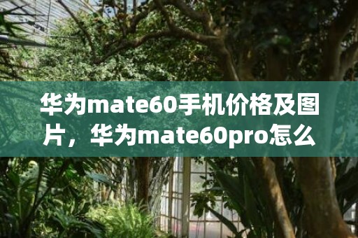 华为mate60手机价格及图片，华为mate60pro怎么预约申购