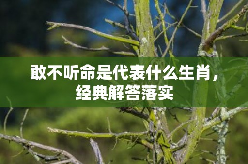 敢不听命是代表什么生肖，经典解答落实