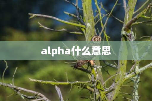 alpha什么意思