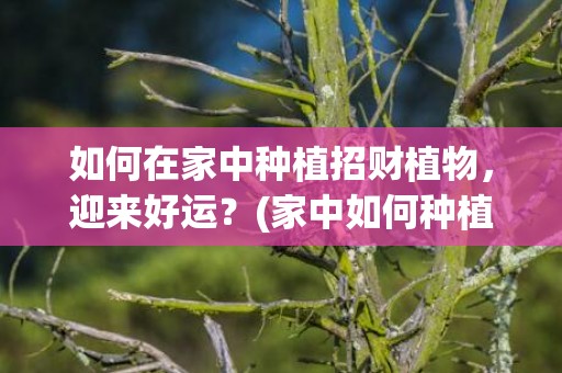 如何在家中种植招财植物，迎来好运？(家中如何种植蘑菇)