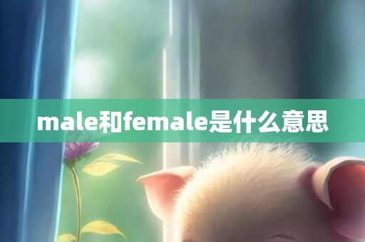 male和female是什么意思