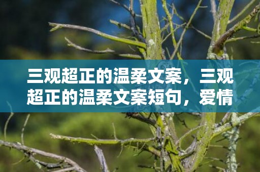 三观超正的温柔文案，三观超正的温柔文案短句，爱情三观很正的经典句子