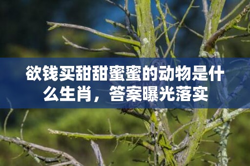 欲钱买甜甜蜜蜜的动物是什么生肖，答案曝光落实